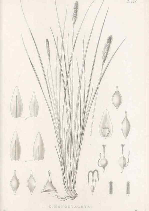 Reproducción/Reproduction 48683006316: Illustrations of the genus Carex. London :William Pamplin,1858-1867.. 