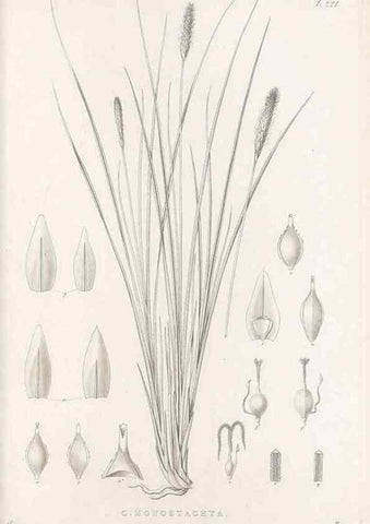 Reproducción/Reproduction 48683006316: Illustrations of the genus Carex. London :William Pamplin,1858-1867.. 