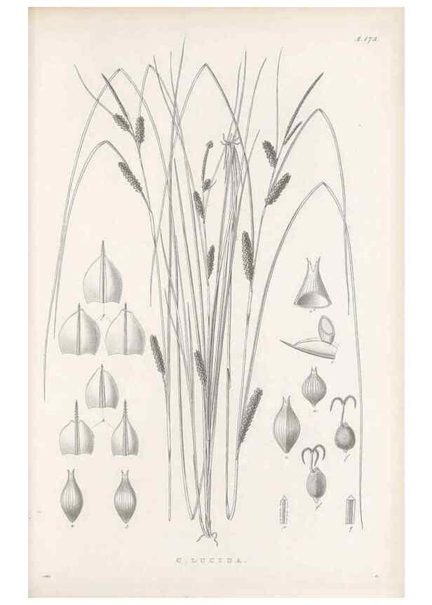 Reproducción/Reproduction 48683100447: Illustrations of the genus Carex. London :William Pamplin,1858-1867.. 