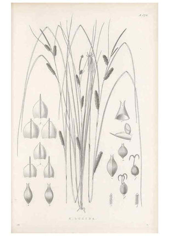 Reproducción/Reproduction 48683100447: Illustrations of the genus Carex. London :William Pamplin,1858-1867.. 