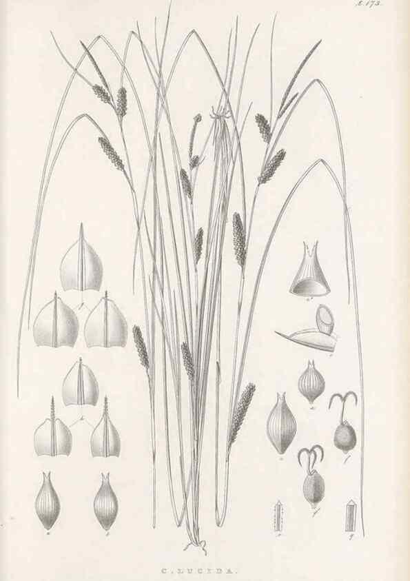 Reproducción/Reproduction 48683100447: Illustrations of the genus Carex. London :William Pamplin,1858-1867.. 
