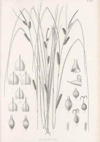 Reproducción/Reproduction 48683100447: Illustrations of the genus Carex. London :William Pamplin,1858-1867.. 