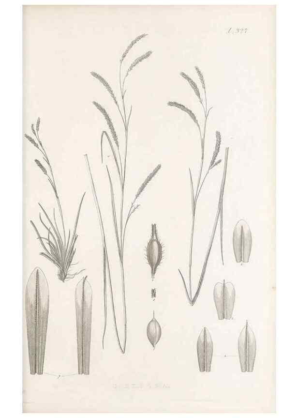 Reproducción/Reproduction 48683142576: Illustrations of the genus Carex. London :William Pamplin,1858-1867.. 