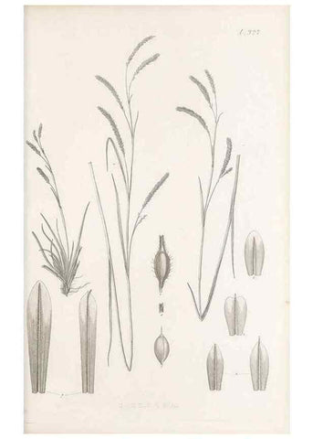 Reproducción/Reproduction 48683142576: Illustrations of the genus Carex. London :William Pamplin,1858-1867.. 