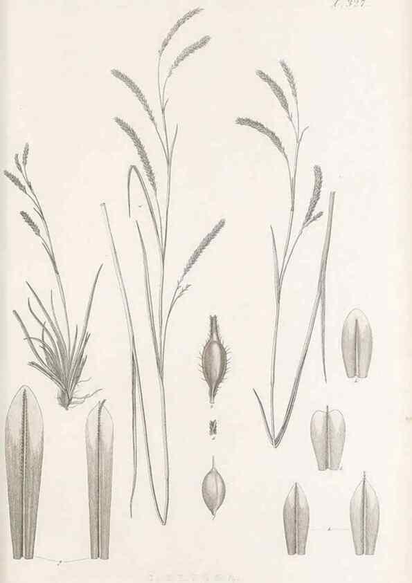 Reproducción/Reproduction 48683142576: Illustrations of the genus Carex. London :William Pamplin,1858-1867.. 