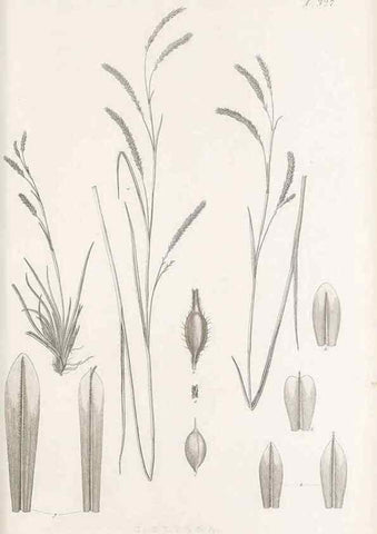 Reproducción/Reproduction 48683142576: Illustrations of the genus Carex. London :William Pamplin,1858-1867.. 