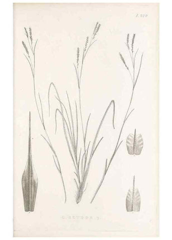 Reproducción/Reproduction 48682805078: Illustrations of the genus Carex. London :William Pamplin,1858-1867.. 