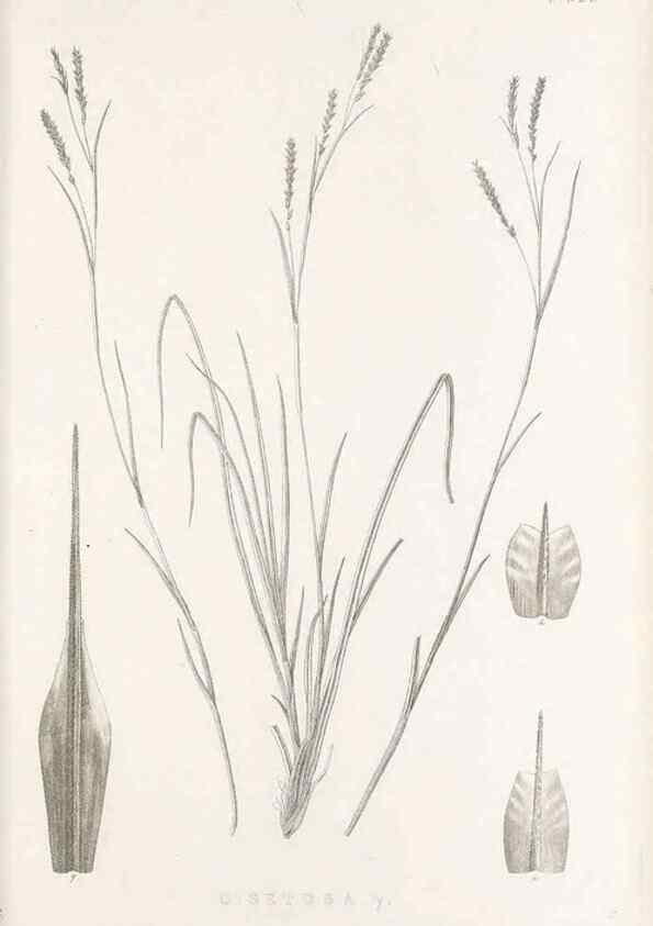 Reproducción/Reproduction 48682805078: Illustrations of the genus Carex. London :William Pamplin,1858-1867.. 