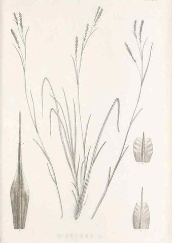 Reproducción/Reproduction 48682805078: Illustrations of the genus Carex. London :William Pamplin,1858-1867.. 