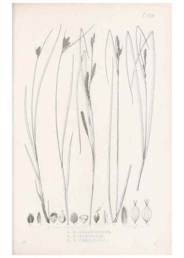 Reproducción/Reproduction 48683497972: Illustrations of the genus Carex. London :William Pamplin,1858-1867.. 