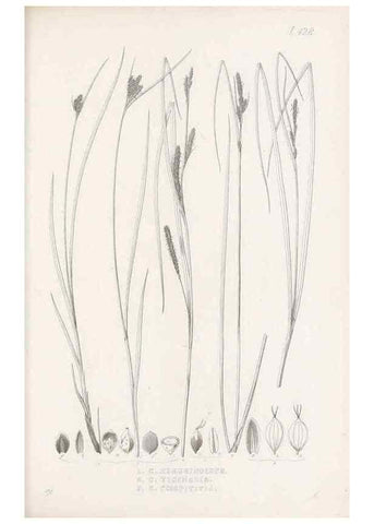 Reproducción/Reproduction 48683497972: Illustrations of the genus Carex. London :William Pamplin,1858-1867.. 