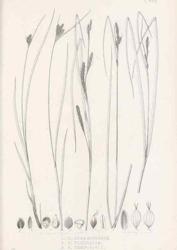 Reproducción/Reproduction 48683497972: Illustrations of the genus Carex. London :William Pamplin,1858-1867.. 