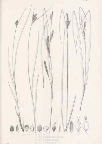 Reproducción/Reproduction 48683497972: Illustrations of the genus Carex. London :William Pamplin,1858-1867.. 