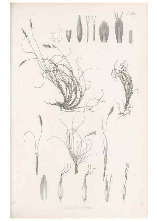 Reproducción/Reproduction 48683498282: Illustrations of the genus Carex. London :William Pamplin,1858-1867.. 