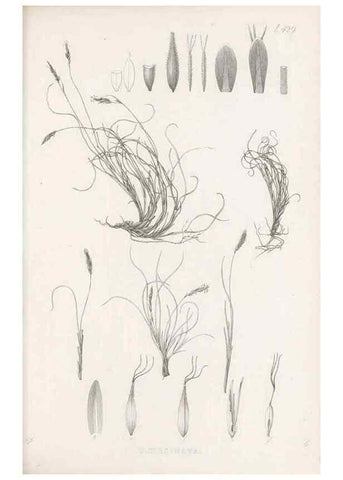 Reproducción/Reproduction 48683498282: Illustrations of the genus Carex. London :William Pamplin,1858-1867.. 