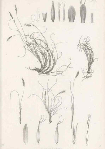 Reproducción/Reproduction 48683498282: Illustrations of the genus Carex. London :William Pamplin,1858-1867.. 