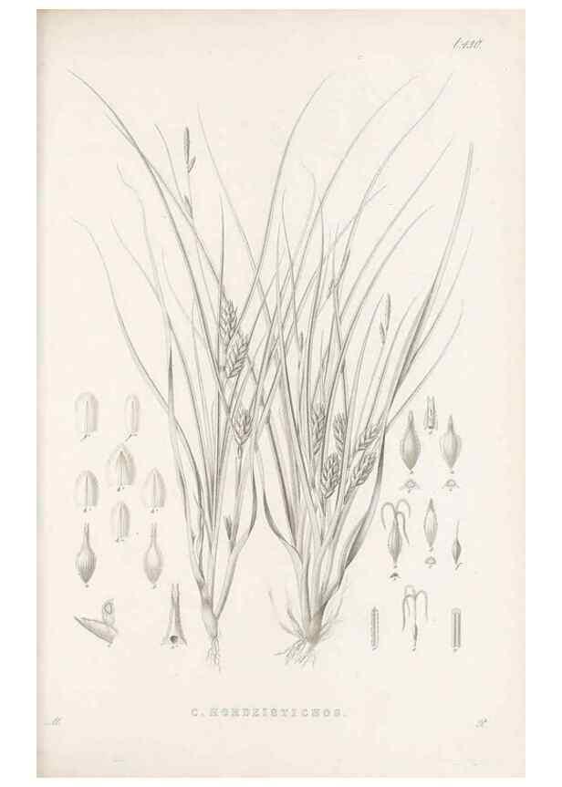 Reproducción/Reproduction 48683323016: Illustrations of the genus Carex. London :William Pamplin,1858-1867.. 