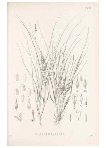 Reproducción/Reproduction 48683323016: Illustrations of the genus Carex. London :William Pamplin,1858-1867.. 