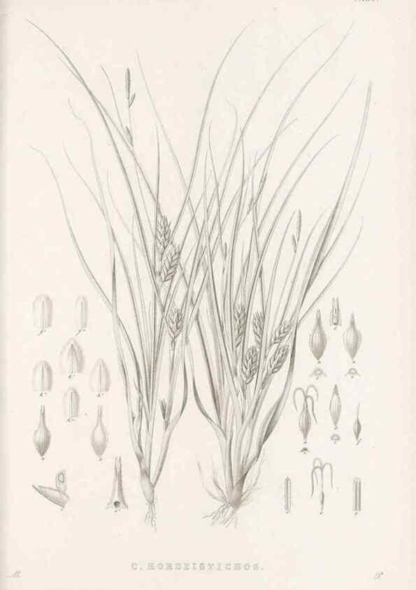 Reproducción/Reproduction 48683323016: Illustrations of the genus Carex. London :William Pamplin,1858-1867.. 