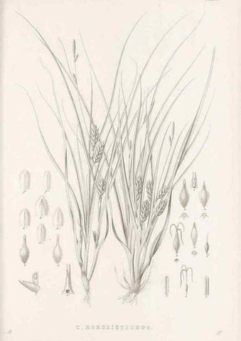 Reproducción/Reproduction 48683323016: Illustrations of the genus Carex. London :William Pamplin,1858-1867.. 