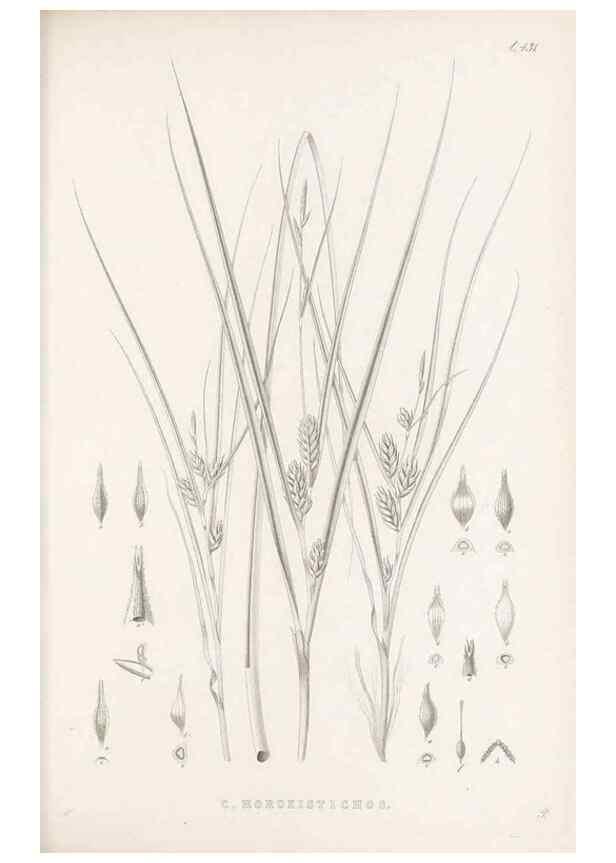 Reproducción/Reproduction 48683499092: Illustrations of the genus Carex. London :William Pamplin,1858-1867.. 