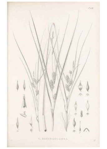 Reproducción/Reproduction 48683499092: Illustrations of the genus Carex. London :William Pamplin,1858-1867.. 