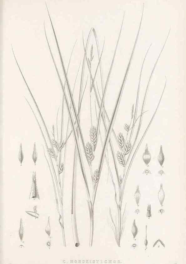 Reproducción/Reproduction 48683499092: Illustrations of the genus Carex. London :William Pamplin,1858-1867.. 