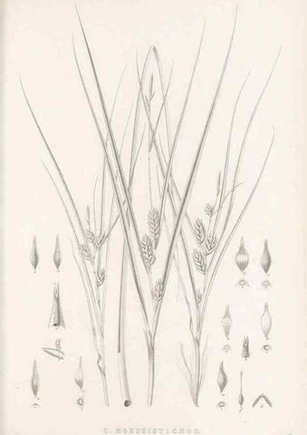 Reproducción/Reproduction 48683499092: Illustrations of the genus Carex. London :William Pamplin,1858-1867.. 