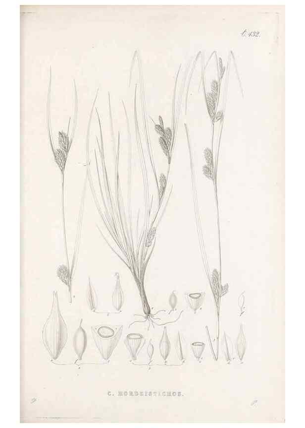 Reproducción/Reproduction 48682984538: Illustrations of the genus Carex. London :William Pamplin,1858-1867.. 