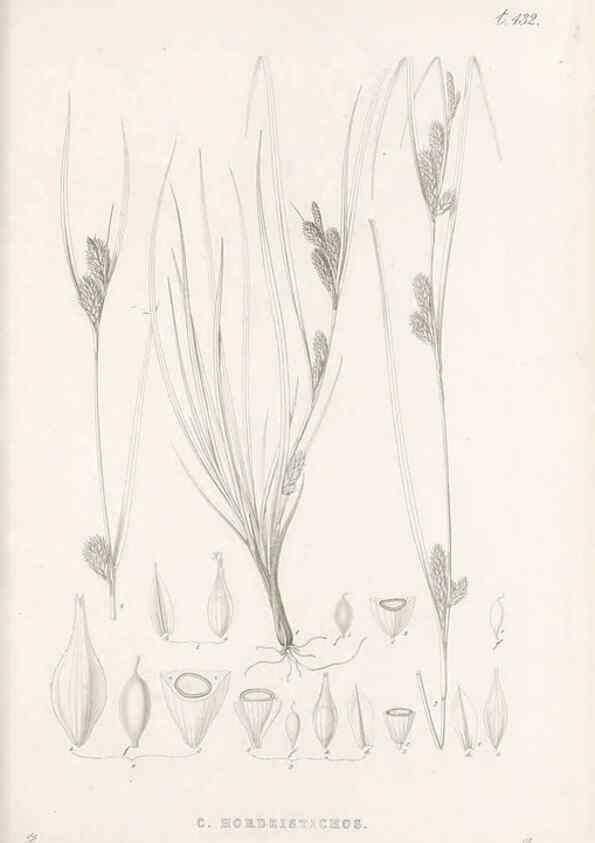 Reproducción/Reproduction 48682984538: Illustrations of the genus Carex. London :William Pamplin,1858-1867.. 