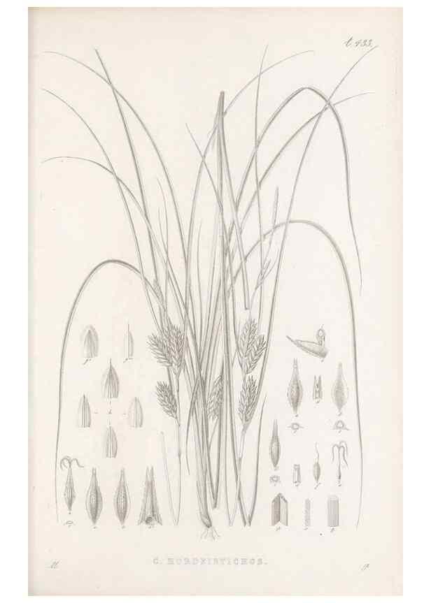 Reproducción/Reproduction 48682984753: Illustrations of the genus Carex. London :William Pamplin,1858-1867.. 