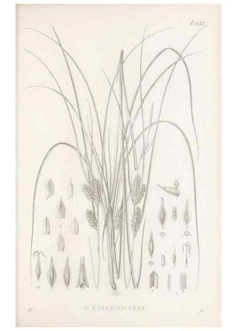 Reproducción/Reproduction 48682984753: Illustrations of the genus Carex. London :William Pamplin,1858-1867.. 
