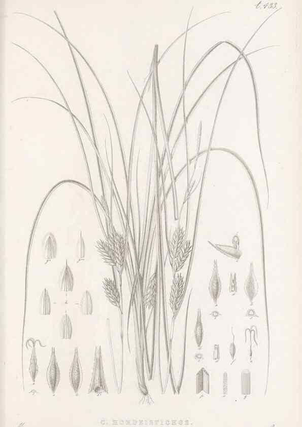 Reproducción/Reproduction 48682984753: Illustrations of the genus Carex. London :William Pamplin,1858-1867.. 