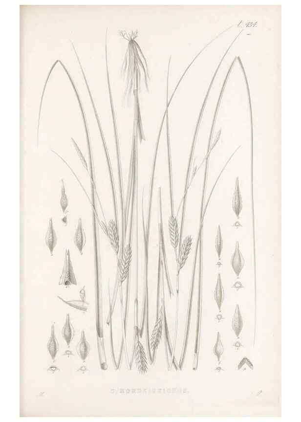 Reproducción/Reproduction 48682984938: Illustrations of the genus Carex. London :William Pamplin,1858-1867.. 