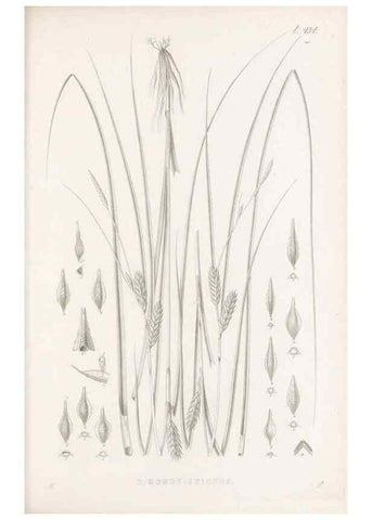 Reproducción/Reproduction 48682984938: Illustrations of the genus Carex. London :William Pamplin,1858-1867.. 
