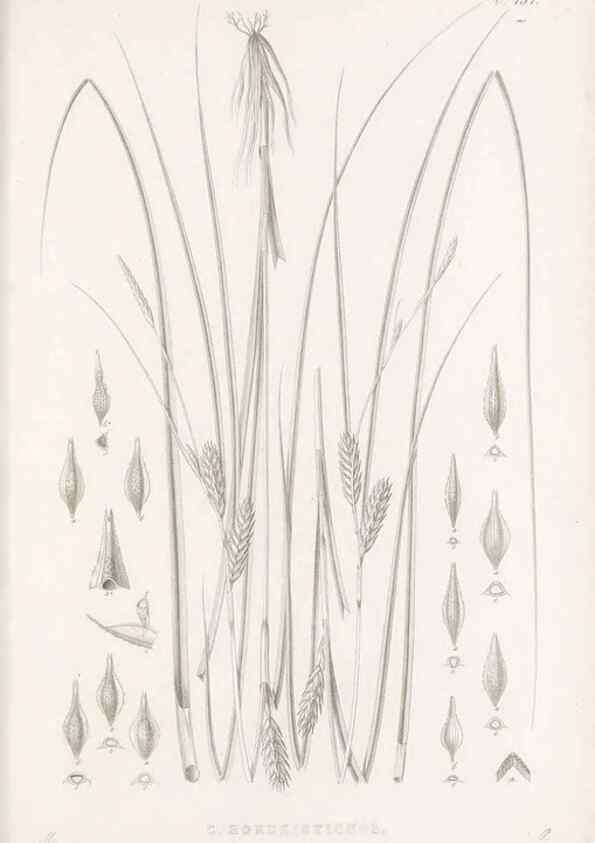 Reproducción/Reproduction 48682984938: Illustrations of the genus Carex. London :William Pamplin,1858-1867.. 