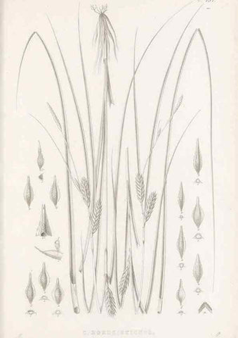 Reproducción/Reproduction 48682984938: Illustrations of the genus Carex. London :William Pamplin,1858-1867.. 