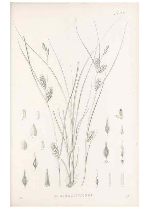 Reproducción/Reproduction 48683500097: Illustrations of the genus Carex. London :William Pamplin,1858-1867.. 