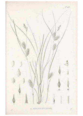 Reproducción/Reproduction 48683500097: Illustrations of the genus Carex. London :William Pamplin,1858-1867.. 