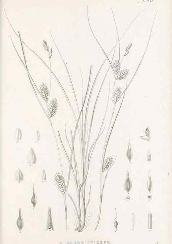 Reproducción/Reproduction 48683500097: Illustrations of the genus Carex. London :William Pamplin,1858-1867.. 