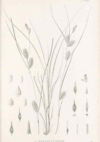 Reproducción/Reproduction 48683500097: Illustrations of the genus Carex. London :William Pamplin,1858-1867.. 