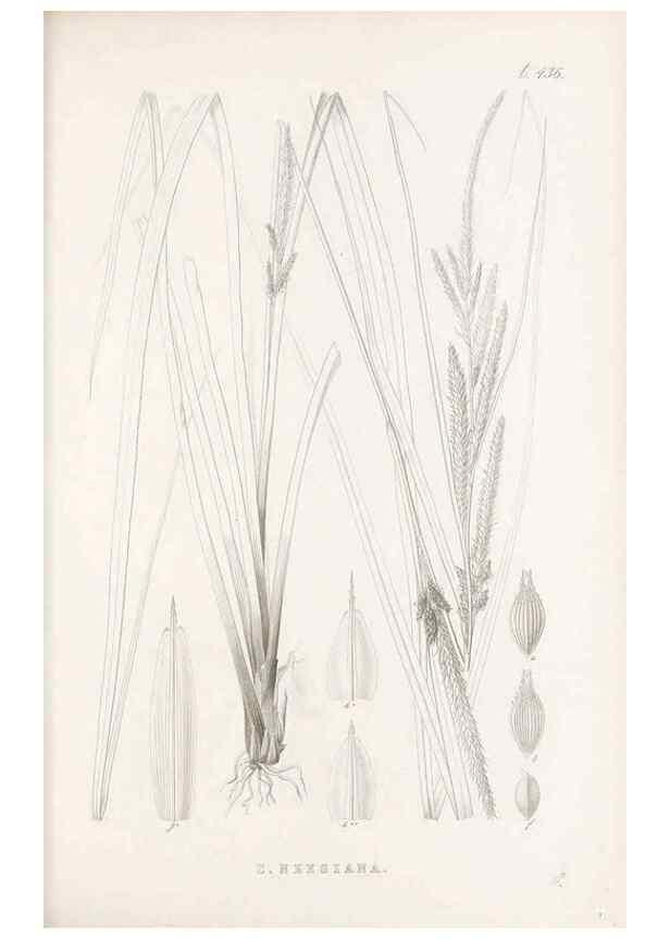 Reproducción/Reproduction 48683324516: Illustrations of the genus Carex. London :William Pamplin,1858-1867.. 