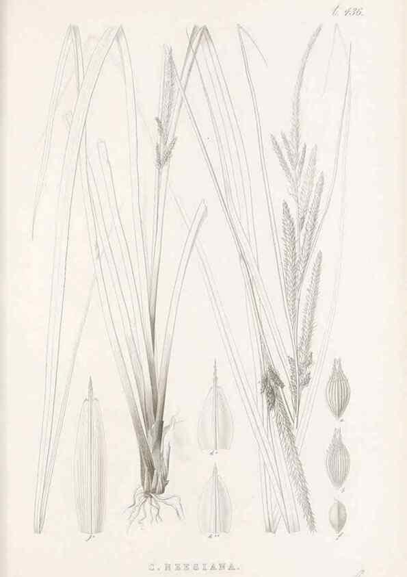 Reproducción/Reproduction 48683324516: Illustrations of the genus Carex. London :William Pamplin,1858-1867.. 