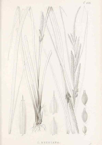 Reproducción/Reproduction 48683324516: Illustrations of the genus Carex. London :William Pamplin,1858-1867.. 