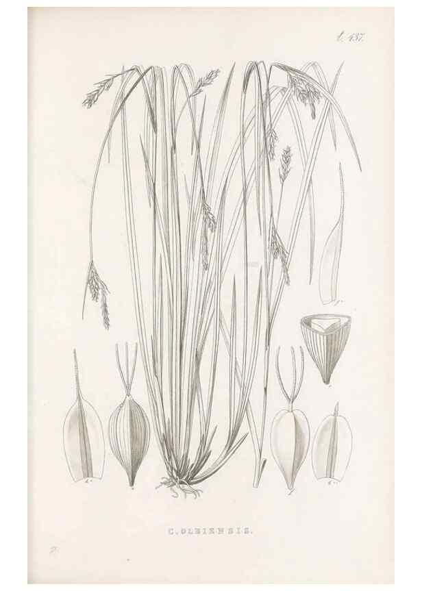 Reproducción/Reproduction 48682985793: Illustrations of the genus Carex. London :William Pamplin,1858-1867.. 