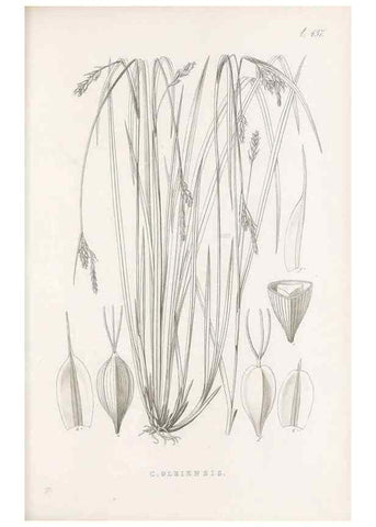 Reproducción/Reproduction 48682985793: Illustrations of the genus Carex. London :William Pamplin,1858-1867.. 