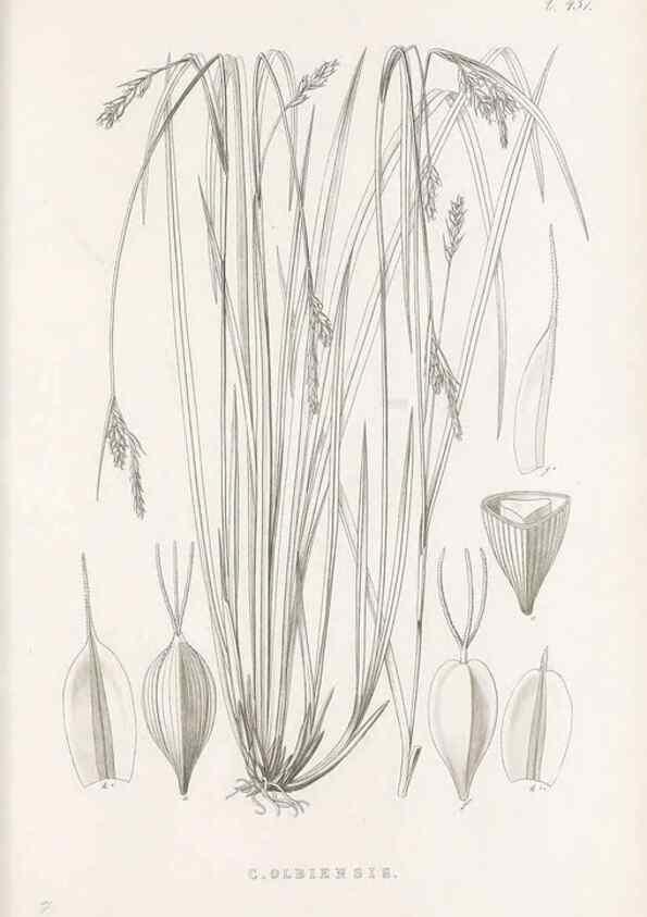 Reproducción/Reproduction 48682985793: Illustrations of the genus Carex. London :William Pamplin,1858-1867.. 