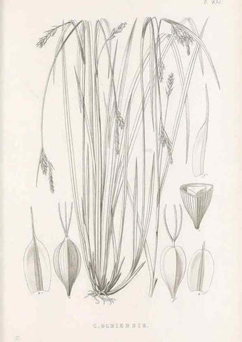 Reproducción/Reproduction 48682985793: Illustrations of the genus Carex. London :William Pamplin,1858-1867.. 