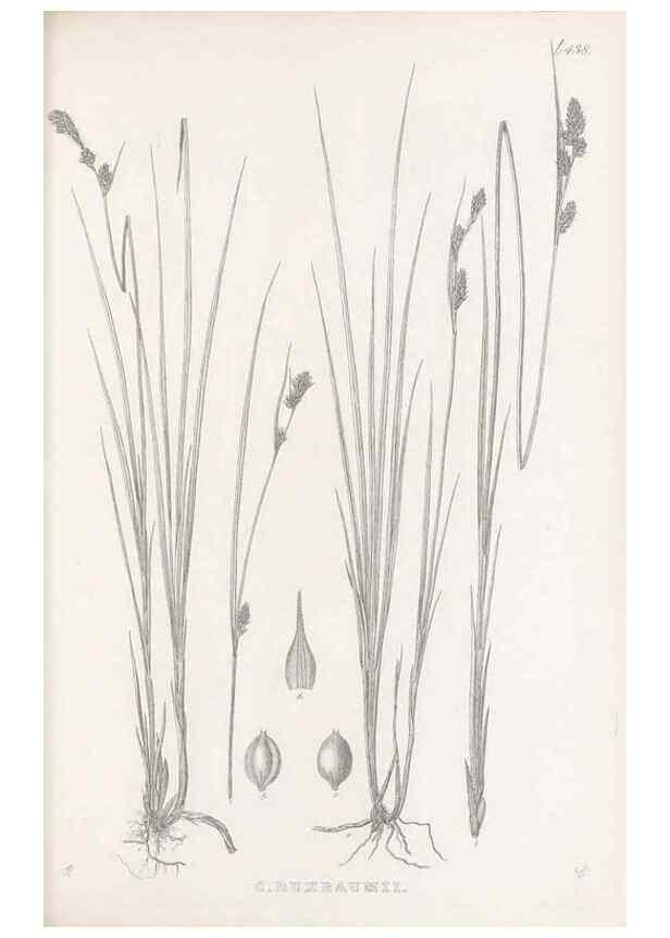 Reproducción/Reproduction 48683325136: Illustrations of the genus Carex. London :William Pamplin,1858-1867.. 