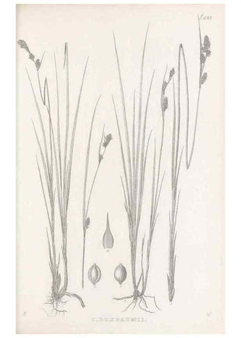 Reproducción/Reproduction 48683325136: Illustrations of the genus Carex. London :William Pamplin,1858-1867.. 